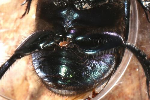 Geotrupes mutator